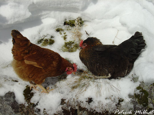 Janvier, nos poules 