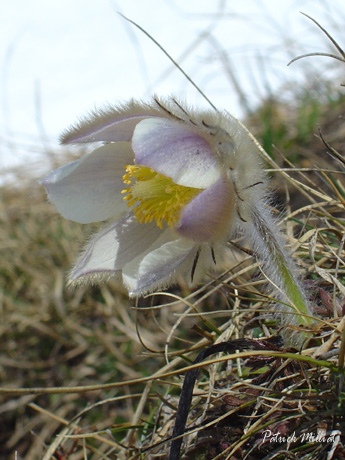 Anmone printanire