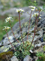 Juin - Saxifrage Aizoon 